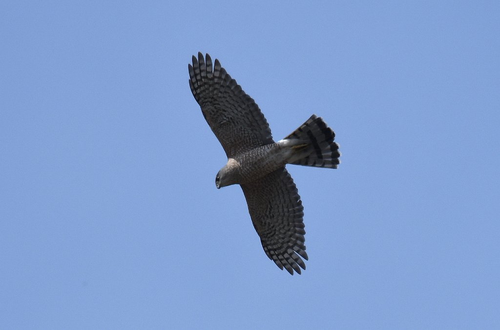 Hawk, Cooper's, 2018-041296932018-04-12 CMRCM Air Field area, MA.JPG - Cooper's Hawk in flight. CMRCM Airfield, Northborough, MA, 4-12-2018